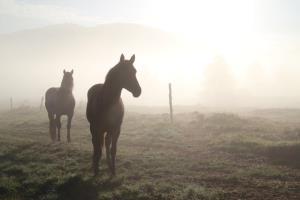 Jutro_nad_jezerom_Danilo Del Piero (diploma)